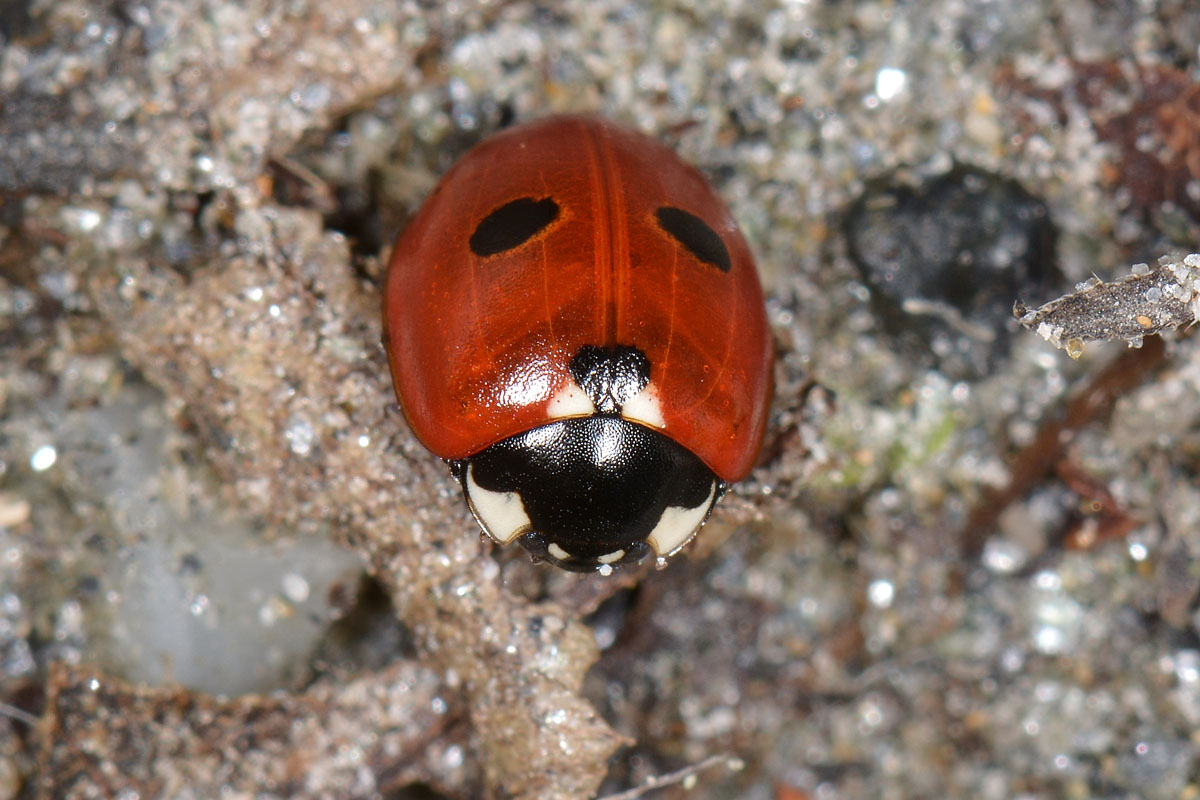 Coccinella quinquepunctata (svernante?) vs Adalia bipunctata